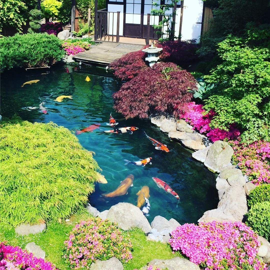 Koi pond